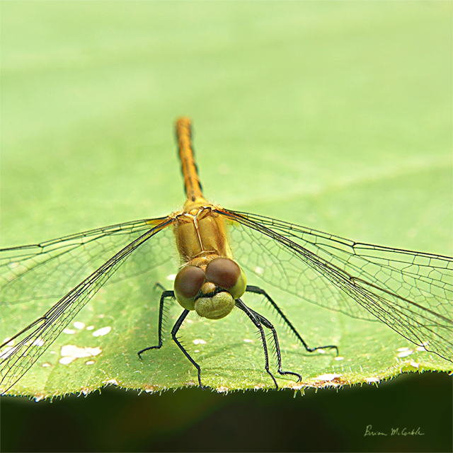 (image for) Dragonfly